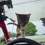 Tigger joined the competition — help win amazing prizes! animal, cat, closeup, curious, dashboard, ears, feline, fur, kitten, machinery, outdoor, paws, pet, playful, sky, steering_wheel, tabby, tree, vehicle, whiskers