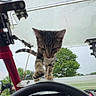 animal, cat, closeup, curious, dashboard, ears, feline, fur, kitten, machinery, outdoor, paws, pet, playful, sky, steering_wheel, tabby, tree, vehicle, whiskers