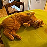 Chrystal a rejoint le concours — aidez-le/la à gagner de superbes lots ! appliance, cat, chair, counter, curious, domestic, feline, floor_tiles, fur, green_tablecloth, indoor, kitchen, lying_down, orange_cat, oven, paws, pet, relaxed, table, washing_machine