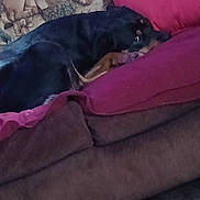 Pax joined the competition — help win amazing prizes! dog, couch, pillow, animal_print, indoor, pet, resting, purple, brown, black, fur, cozy, home, furniture, relaxed, looking, canine, comfort, cushion, domestic