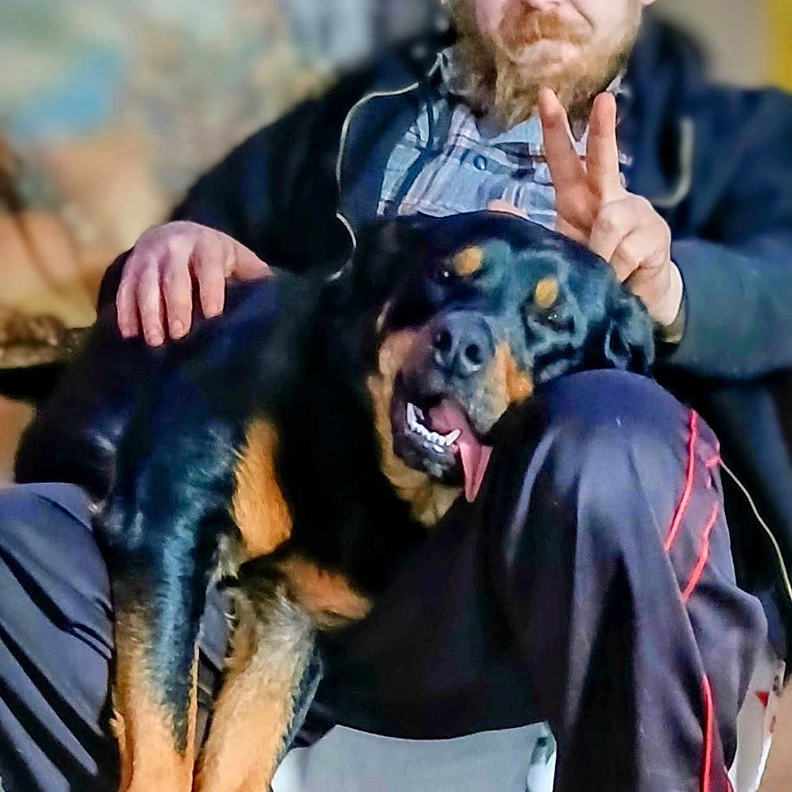 Pax joined the competition — help win amazing prizes! beard, blurred_background, bond, casual_clothing, comfort, companion, couch, dog, friendly, hair, hand_gesture, indoor, man, peace_sign, pet, relaxed, rottweiler, seated, smiling, tongue_out