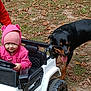 toddler, child, toy_car, pink_hoodie, beanie, dog, rottweiler, grass, leaves, outdoor, play, vehicle, pet, animal, smile, person, fall, nature, happy, fun