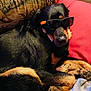 dog, sunglasses, black_and_tan, couch, pillow, blanket, pet, relaxed, indoor, canine, fur, animal, resting, companion, domestic, cute, portrait, cozy, laying, accessory