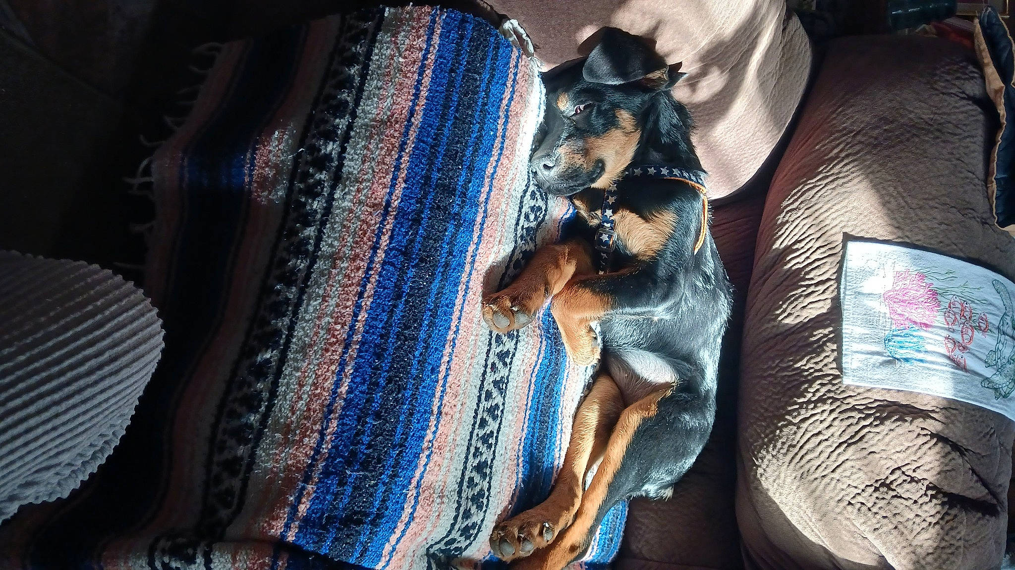 Pax joined the competition — help win amazing prizes! carnivore, comfort, companion_dog, couch, darkness, denim, dog, dog_breed, electric_blue, fashion_design, felidae, formal_wear, fur, guard_dog, linens, pattern, pinscher, prazsky_krysarik, toy_dog, woven_fabric