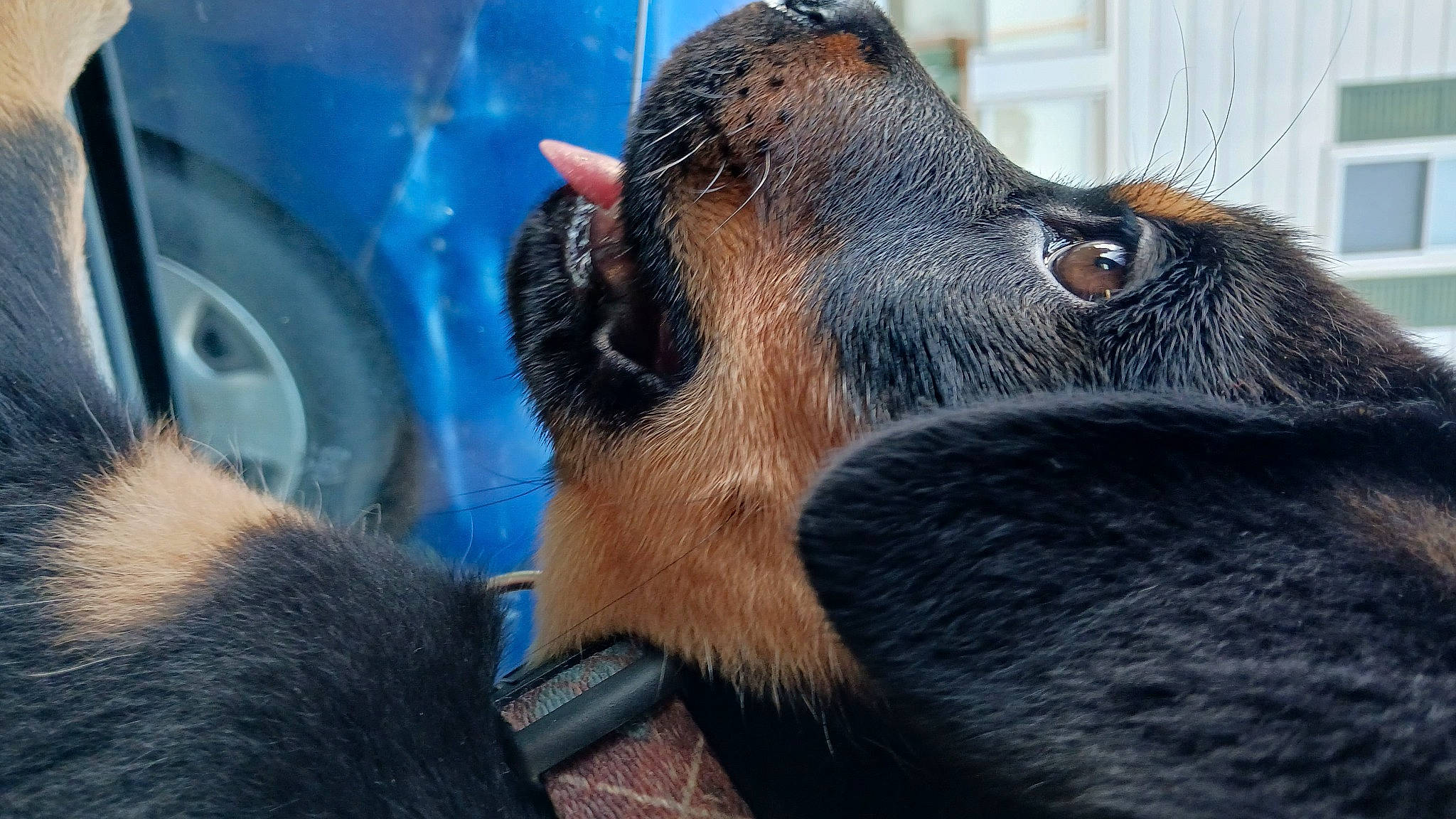 Pax joined the competition — help win amazing prizes! canidae, carnivore, dog_breed, eyelash, fawn, fender, fur, goats, liver, livestock, mammal, sporting_group, terrestrial_animal, tire, vertebrate, wheel, whiskers, wildlife, windshield, working_animal