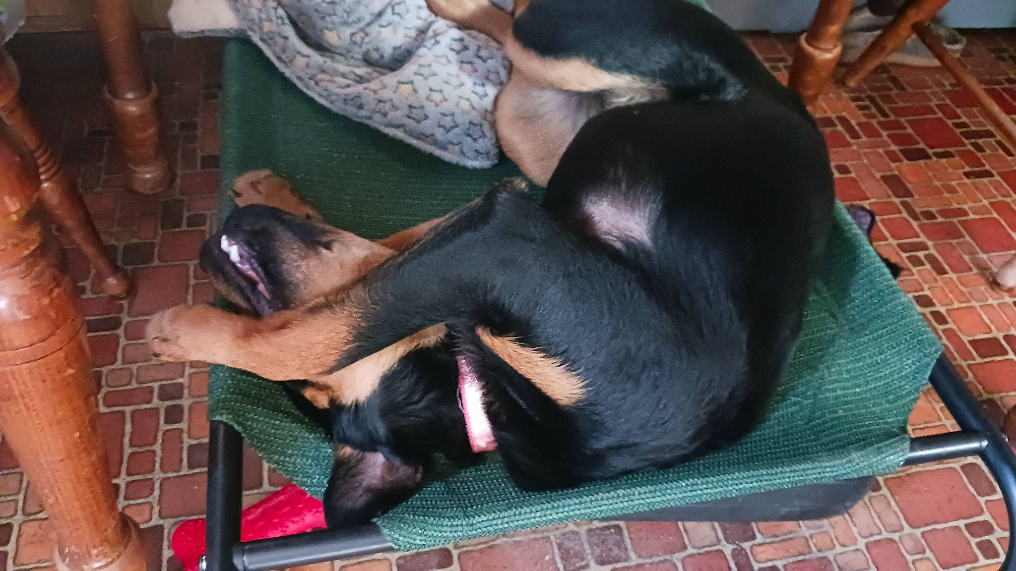 Pax is registered to the contest to win money with this photo: canidae, carnivore, comfort, companion_dog, dobermann, dog, dog_breed, foot, fur, guard_dog, liver, montenegrin_mountain_hound, nap, paw, snout, sporting_group, terrestrial_animal, toy_dog, working_animal, working_dog