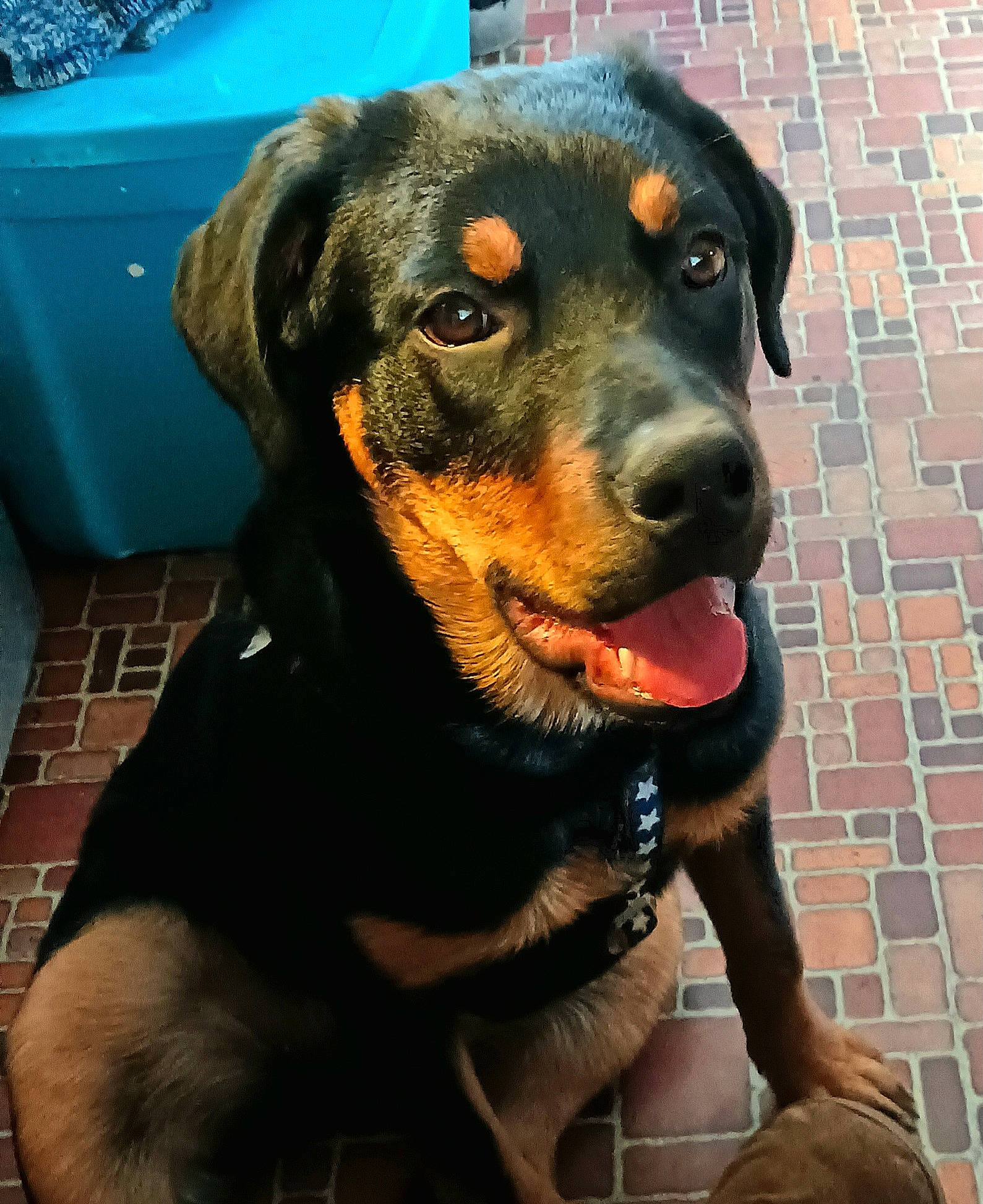 Pax joined the competition — help win amazing prizes! canidae, carnivore, collar, companion_dog, dog, dog_breed, dog_collar, fur, guard_dog, hat, liver, pet_supply, rottweiler, snout, sporting_group, terrestrial_animal, whiskers, windshield, working_animal, working_dog