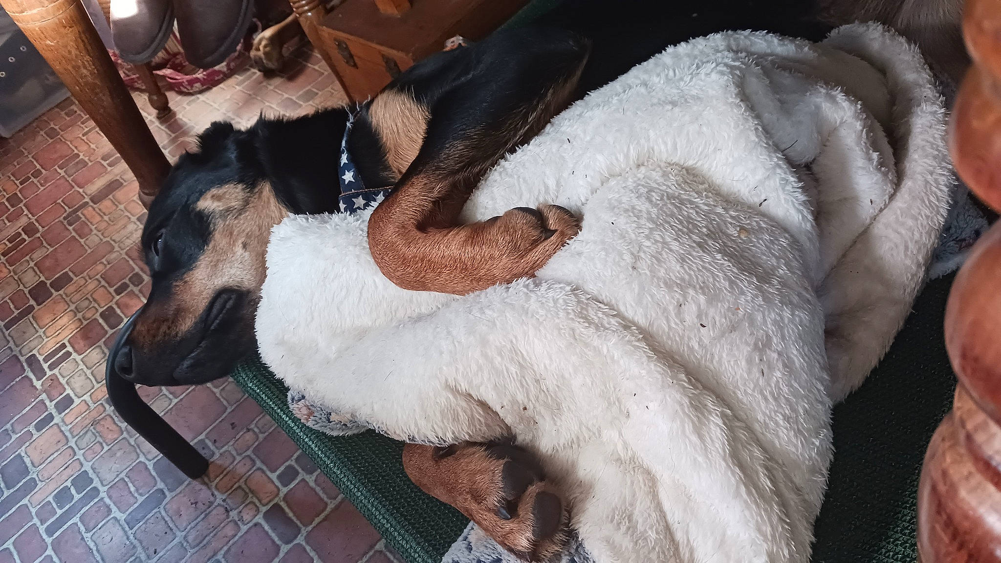 Pax is registered to the contest to win money with this photo: canidae, carnivore, claw, collar, comfort, companion_dog, dog, dog_breed, fawn, felidae, foot, fur, goat, human_leg, paw, small_to_medium_sized_cats, snout, sporting_group, tail, whiskers