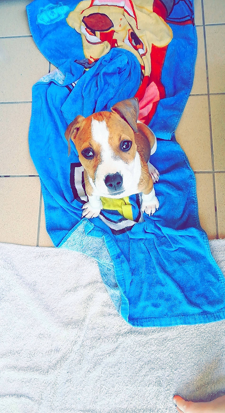 Kayna a rejoint le concours — aidez-le/la à gagner de superbes lots ! american_pit_bull_terrier, american_staffordshire_terrier, canidae, carnivore, companion_dog, dog, dog_breed, dog_clothes, fawn, non_sporting_group, pit_bull, puppy, terrier