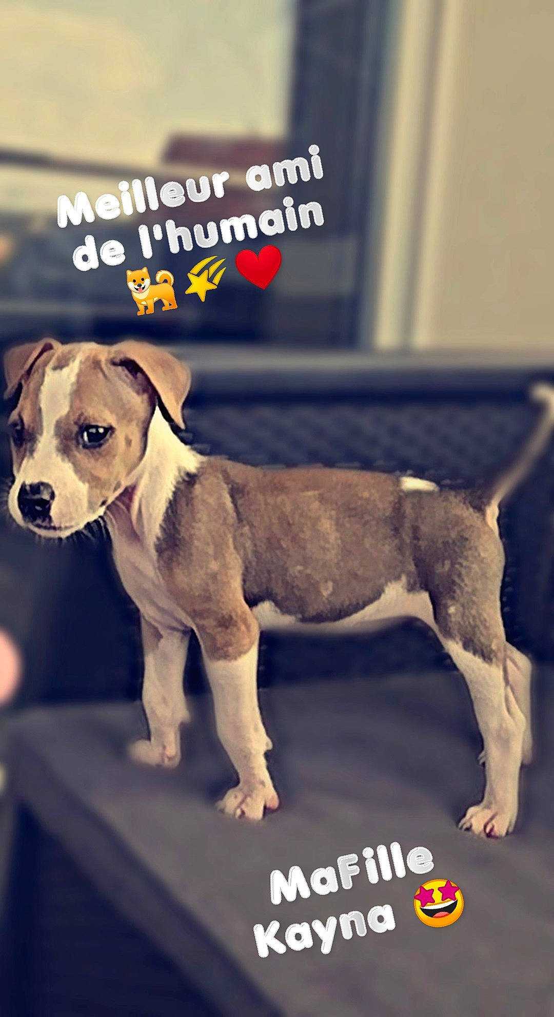 Kayna a rejoint le concours — aidez-le/la à gagner de superbes lots ! american_pit_bull_terrier, american_staffordshire_terrier, ancient_dog_breeds, canidae, carnivore, companion_dog, dog, dog_breed, fawn, mammal, non_sporting_group, photo_caption, pit_bull, puppy, rare_breed_dog, snout, vertebrate