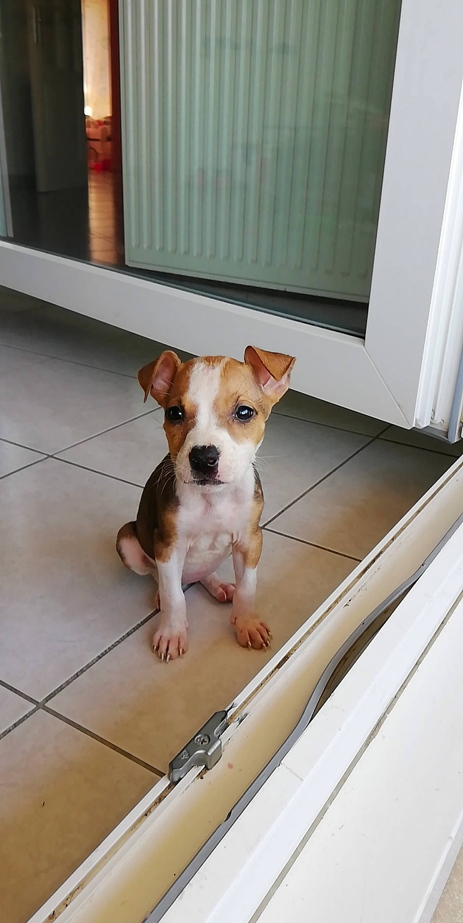 Kayna a rejoint le concours — aidez-le/la à gagner de superbes lots ! canidae, carnivore, companion_dog, dog, dog_breed, ear, fawn, feist, irishjacks, jack_russell_terrier, mammal, nose, plummer_terrier, puppy, rare_breed_dog, russell_terrier, snout, sporting_group, vertebrate