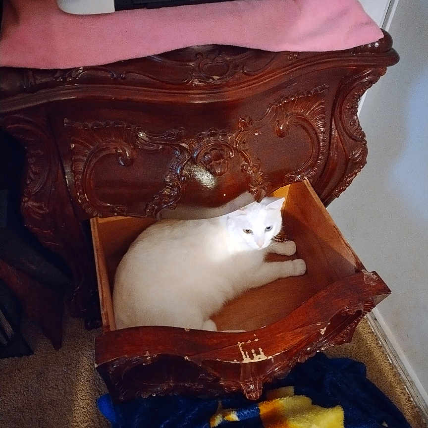 Trouble Reynolds joined the competition — help win amazing prizes! animal, blanket, carpet, carving, cat, cozy, drawer, furniture, home, indoor, ornate, pet, pink_cloth, printer, relaxing, resting, stars, vintage, white_cat, wooden_furniture