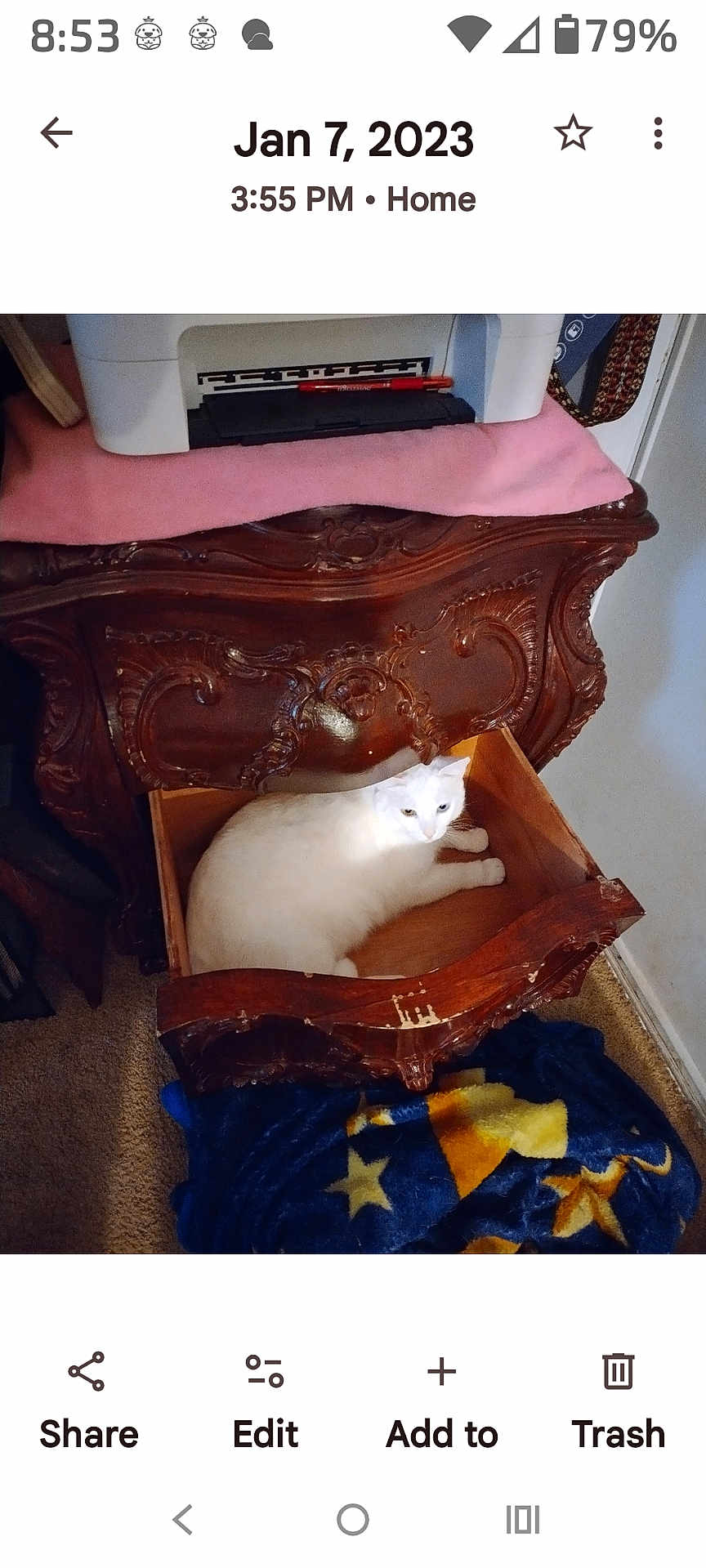 Trouble Reynolds joined the competition — help win amazing prizes! animal, blanket, carpet, carving, cat, cozy, drawer, furniture, home, indoor, ornate, pet, pink_cloth, printer, relaxing, resting, stars, vintage, white_cat, wooden_furniture