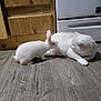 Trouble Reynolds joined the competition — help win amazing prizes! animal, cabinet, cat, cozy, curious, domestic_animals, floor, flooring, indoors, kitchen, pet, rabbit, relaxed, resting, small_animal, sniffing, stove, white_cat, white_rabbit, wooden_floor
