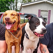 Duke Reynolds joined the competition — help win amazing prizes! black_and_white_dog, brown_dog, collar, companions, dog, happy, house, nature, outdoor, person_arm, pet, purple_shutters, relaxed, smiling, sunlight, tattoo, tongue_out, trees, truck_bed, window