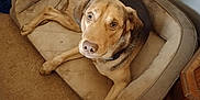 Duke Reynolds joined the competition — help win amazing prizes! dog, pet, bed, carpet, indoor, animal, brown, fur, looking_up, resting, cozy, home, collar, cute, canine, relaxing, comfortable, furniture, floor, quiet