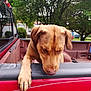 dog, pickup_truck, red, outdoor, tree, greenery, pet, animal, vehicle, nature, canine, daylight, curious, brown, parked, tailgate, looking_down, fur, ears, snout