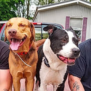 Duke Reynolds is registered to the contest to win money with this photo: dog, smiling, happy, outdoor, pickup_truck, red, tongue_out, brown_dog, black_and_white_dog, tattoo, person_arm, trees, house, window, purple_shutters, collar, pet, companions, daytime, nature
