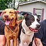 dog, smiling, happy, outdoor, pickup_truck, red, tongue_out, brown_dog, black_and_white_dog, tattoo, person_arm, trees, house, window, purple_shutters, collar, pet, companions, daytime, nature