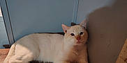 Casper Reynolds joined the competition — help win amazing prizes! cat, cream_colored, feline, animal, pet, indoor, wooden_surface, relaxed, resting, shadow, wall, ears, whiskers, fur, cute, domestic, mammal, one_animal, calm, soft_light