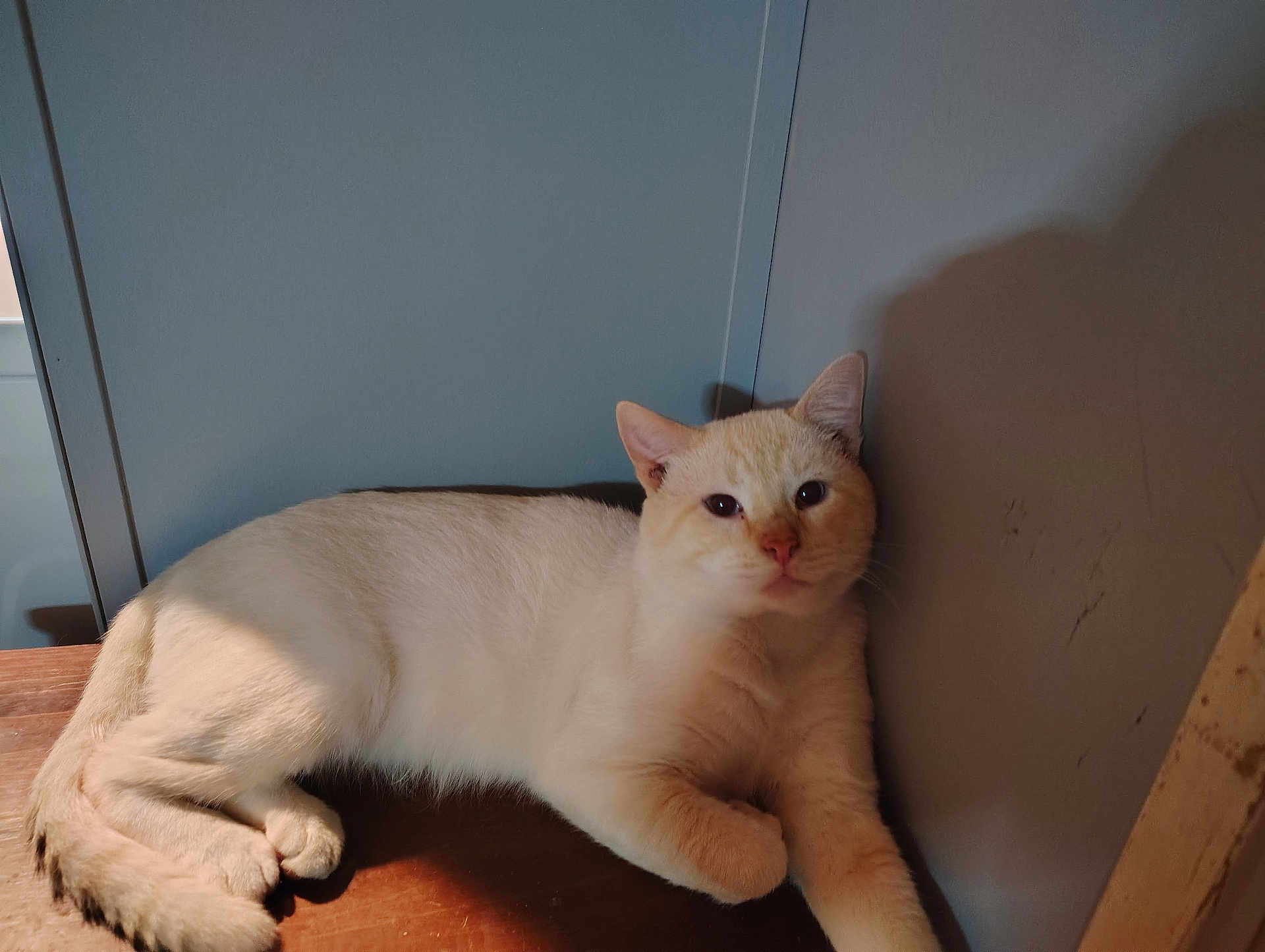 Casper Reynolds joined the competition — help win amazing prizes! cat, cream_colored, feline, animal, pet, indoor, wooden_surface, relaxed, resting, shadow, wall, ears, whiskers, fur, cute, domestic, mammal, one_animal, calm, soft_light