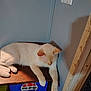 Casper Reynolds is registered to the contest to win money with this photo: cat, cream_colored, wooden_shelf, indoor, pepsi_logo, wall, shadow, relaxed, stretching, feline, pet, fur, paw, corner, rustic, lighting, household, quiet, resting, calm