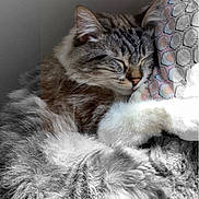 Maki a rejoint le concours — aidez-le/la à gagner de superbes lots ! cat, sleeping, fluffy, tabby, pet, indoor, cozy, fur, pillow, resting, cute, animal, domestic, closeup, relaxation, comfort, whiskers, ears, nose, soft