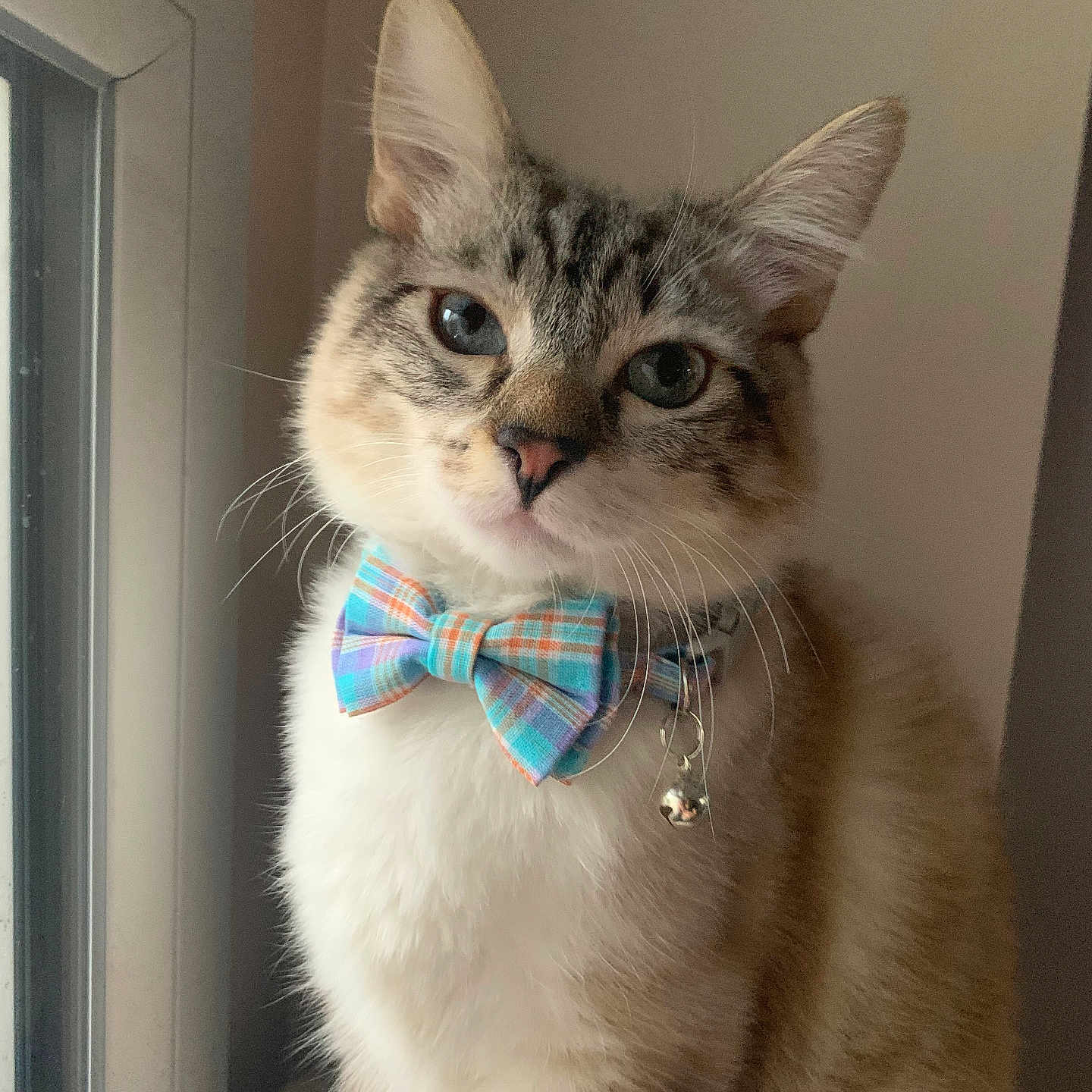 Maki participe au concours pour gagner de l'argent avec cette photo : adorable, animal, blue_eyes, bow_tie, cat, close_up, collar, cute, domestic_cat, feline, fluffy, indoor, looking_at_camera, pet, portrait, sitting, soft_light, tabby, whiskers, window