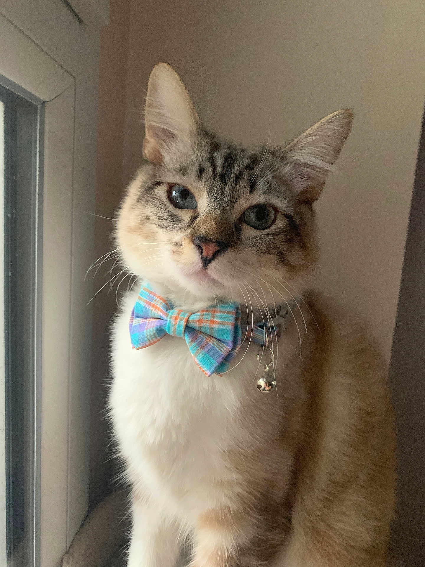 Maki participe au concours pour gagner de l'argent avec cette photo : cat, bow_tie, window, indoor, pet, fluffy, blue_eyes, portrait, cute, feline, collar, whiskers, tabby, domestic_cat, animal, sitting, looking_at_camera, soft_light, close_up, adorable