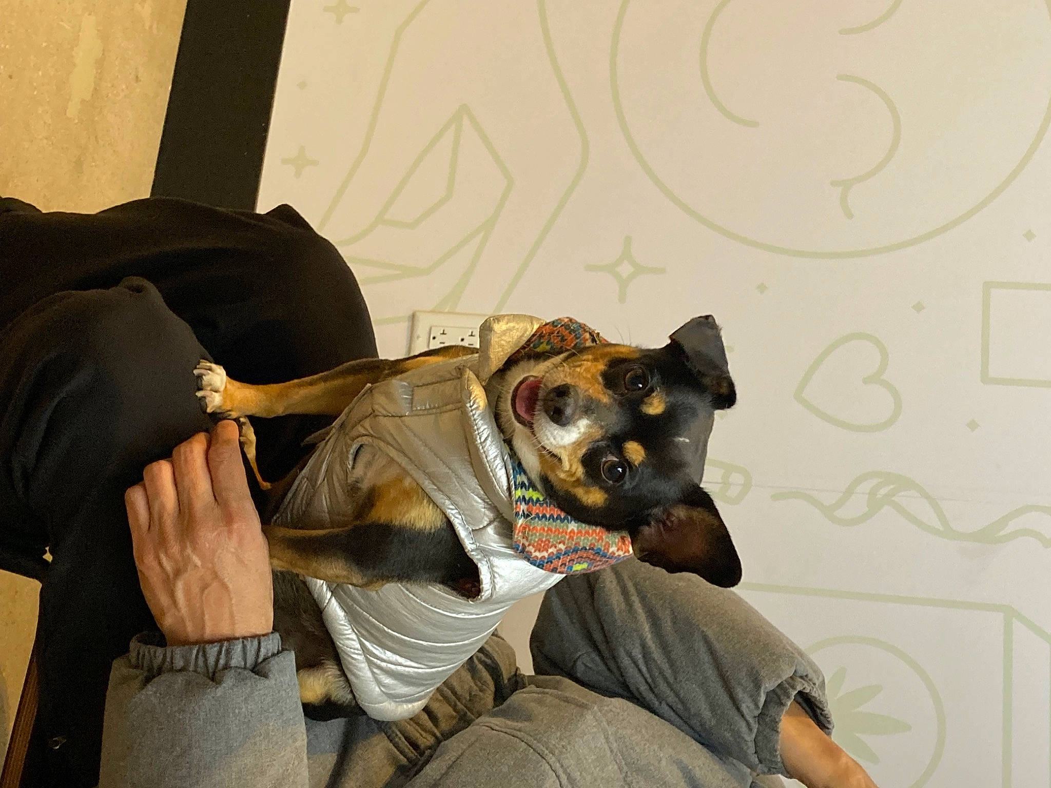 Sunka joined the competition — help win amazing prizes! canidae, carnivore, comfort, companion_dog, dog, dog_breed, ear, eyewear, fawn, felidae, fur, mask, personal_protective_equipment, sitting, snout, sporting_group, toy_dog, whiskers, working_animal