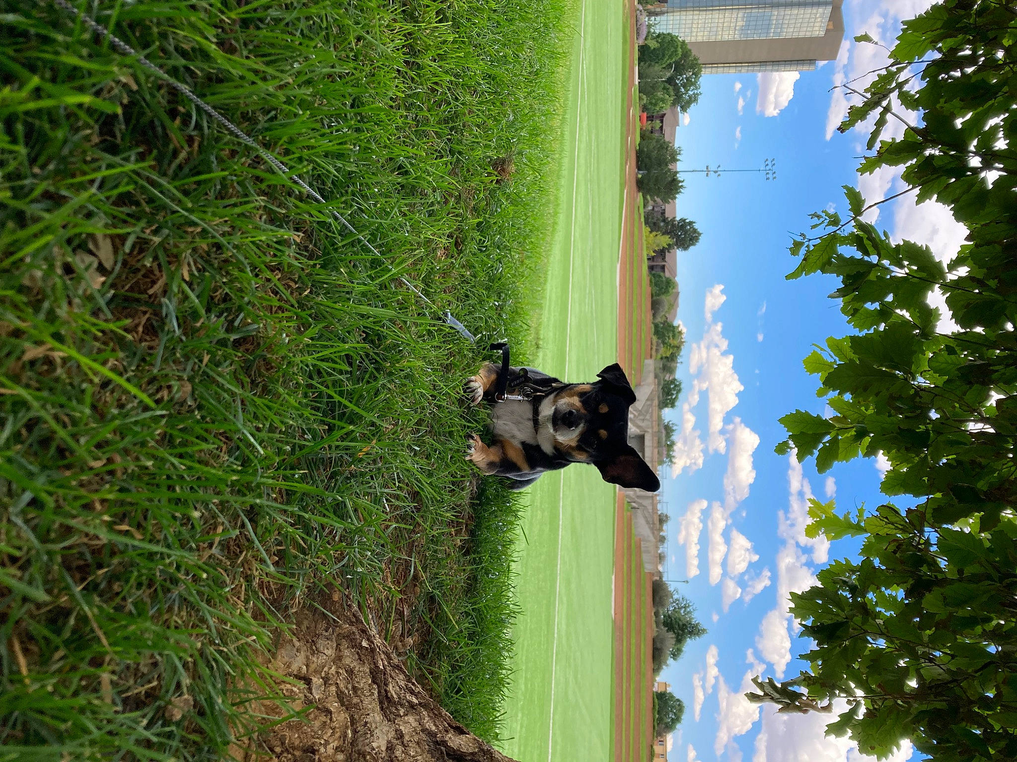 Sunka joined the competition — help win amazing prizes! adventure, biome, cloud, dog, extreme_sport, forest, grass, grassland, landscape, leisure, natural_landscape, people_in_nature, plant, recreation, sky, slope, tree, trunk, vegetation, wildlife