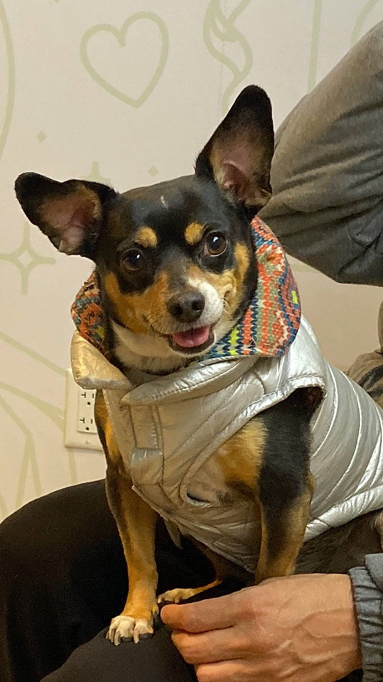 Sunka joined the competition — help win amazing prizes! canidae, carnivore, collar, companion_dog, dog, dog_breed, dog_clothes, dog_collar, dog_supply, ear, fawn, fur, leash, russkiy_toy, sitting, snout, sporting_group, toy_dog, whiskers, working_animal