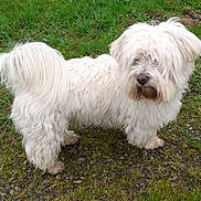 Cedi a rejoint le concours — aidez-le/la à gagner de superbes lots ! animal, canine, cute, dog, domestic_animal, ears, fluffy, fur, grass, ground, muzzle, nature, nose, outdoor, pet, portrait, standing, tail, wavy_fur, white
