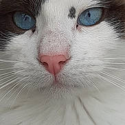 Maître Yoda a rejoint le concours — aidez-le/la à gagner de superbes lots ! animal, blue_eyes, brown_markings, cat, close_up, curious, cute, domestic_cat, ears, face, feline, fur, indoor, muzzle, pet, pink_nose, portrait, soft_texture, whiskers, white_fur