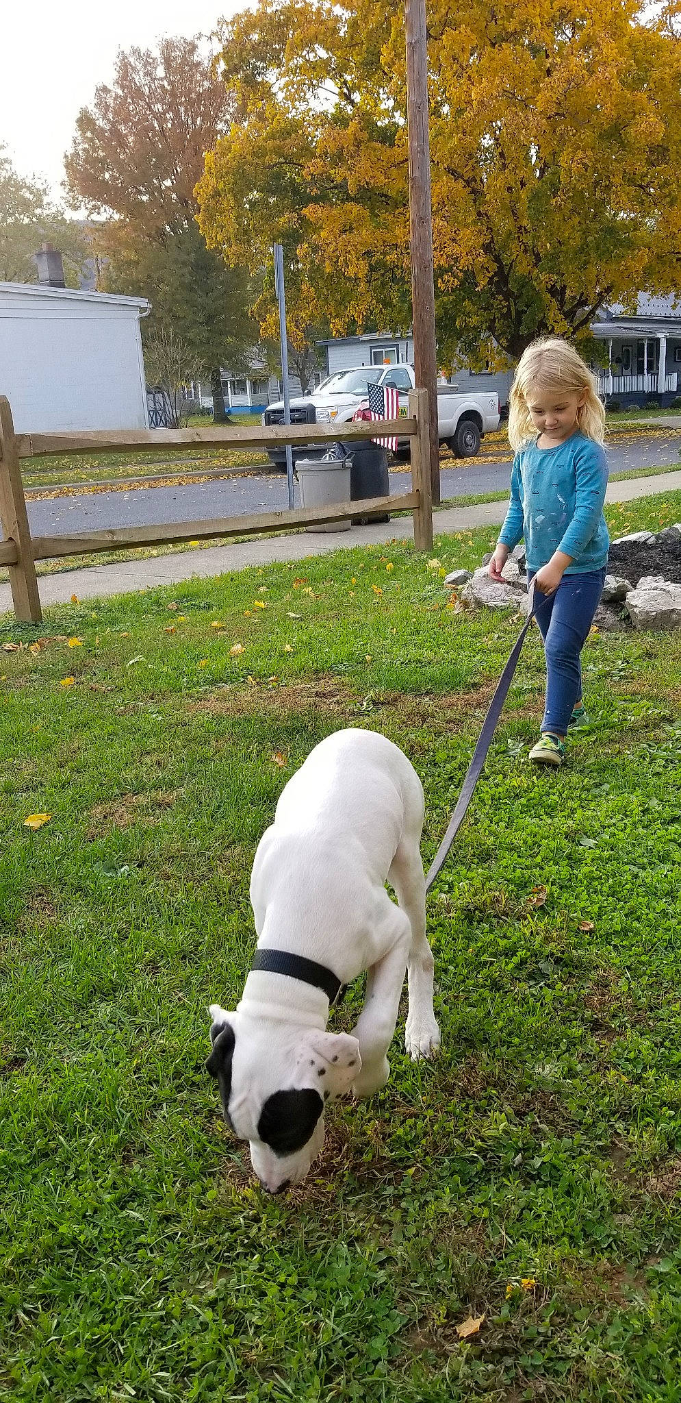 Appalo is registered to the contest to win money with this photo: dog, dog_like_mammal, dog_walking, fun, garden, grass, joy, lawn, mammal, pasture, person, plant, snout, tree, vertebrate, yard