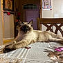 Kiki is registered to the contest to win money with this photo: animal, cat, chair, cozy, decor, domestic, door, feline, flower_pattern, furniture, home, indoor, lighting, pet, portrait, relaxed, stretching, table, tablecloth, wall_art