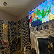 Kiki joined the competition — help win amazing prizes! animal, carpet, cat, chair, curtains, decor, fireplace, flower_vase, furniture, indoor, living_room, pattern, pet, photograph, screen, sunflower, table, television, trophy, watching
