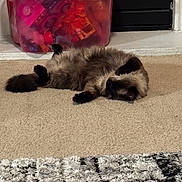 Kiki joined the competition — help win amazing prizes! animal, belly_up, carpet, cat, dark_face, dark_paws, fluffy, funny_pose, fur, home, indoor, lying_down, pet, pink_container, relaxed, rug, siamese_cat, sleeping, toy_bin, toys