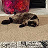 animal, belly_up, carpet, cat, dark_face, dark_paws, fluffy, funny_pose, fur, home, indoor, lying_down, pet, pink_container, relaxed, rug, siamese_cat, sleeping, toy_bin, toys