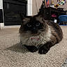 Kiki joined the competition — help win amazing prizes! black, blue_eyes, brown, carpet, cat, collar, ears, fireplace, fluffy, fur, furniture, home, indoor, living_room, long_hair, pet, photography, portrait, sitting, whiskers