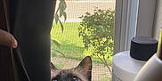Kiki joined the competition — help win amazing prizes! animal, blue_eyes, bottle, cat, closeup, curious, curtain, daylight, face, feline, greenery, houseplant, indoor, outdoor, pet, plant, screen, siamese_cat, whiskers, window