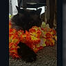Kiki joined the competition — help win amazing prizes! animal, black_cat, bouquet, carpet, cat, close_up, dark_fur, ears, feline, flowers, fluffy, furniture, indoor, orange_flowers, pet, photograph, portrait, social_media, whiskers, yellow_flowers