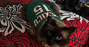 Kiki is registered to the contest to win money with this photo: animal, bed, bedroom, bedspread, black, blue_eyes, cat, clothing, floral_pattern, fluffy, furniture, green_shirt, home, indoor, lying_down, pet, portrait, red, siamese_cat, sitting