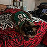 animal, bed, bedroom, bedspread, black, blue_eyes, cat, clothing, floral_pattern, fluffy, furniture, green_shirt, home, indoor, lying_down, pet, portrait, red, siamese_cat, sitting