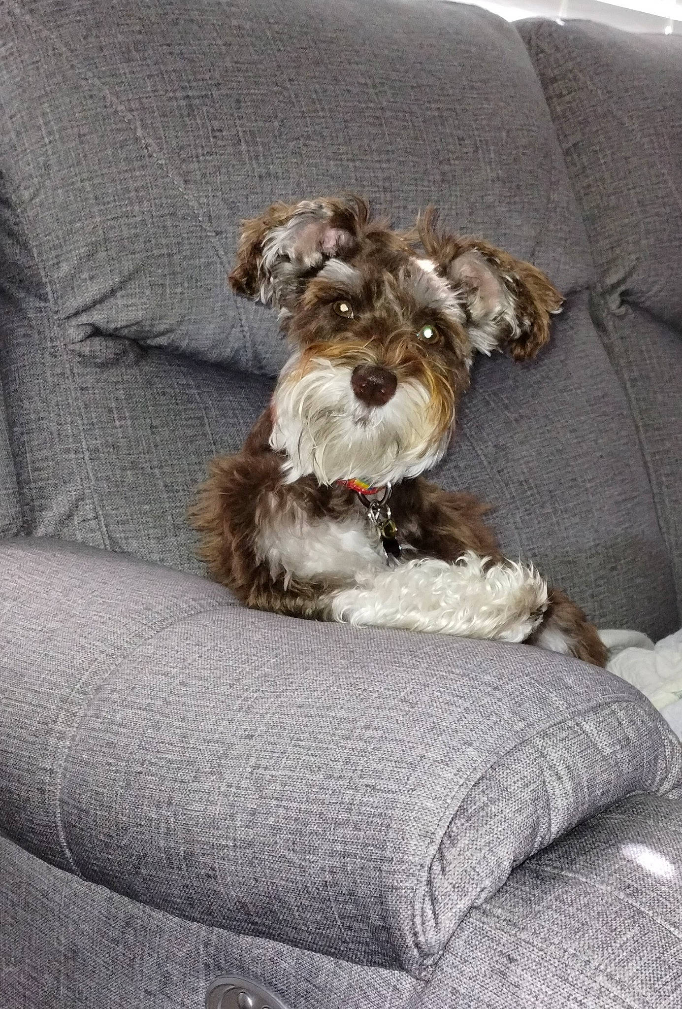 Freddie joined the competition — help win amazing prizes! canidae, carnivore, comfort, companion_dog, dog, dog_breed, dog_supply, fur, grey, linens, liver, non_sporting_group, poodle_crossbreed, schnauzer, small_terrier, sporting_group, terrier, toy_dog, water_dog, working_animal