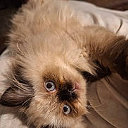 Jolene is registered to the contest to win money with this photo: animal, blue_eyes, cat, closeup, curious, cute, domestic, face, feline, fluffy, fur, indoors, lying_down, pet, portrait, relaxed, resting, soft, upside_down, whiskers