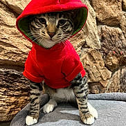 Broly joined the competition — help win amazing prizes! animal, cat, cozy, cute, domestic_cat, fur, gray_surface, hoodie, indoor, looking_at_camera, paws, pet, portrait, red_clothing, sitting, stone_wall, striped, tabby, whiskers, young_cat