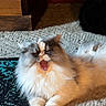 animal, carpet, cat, cozy, cute, domestic_cat, feline, floor, fluffy, furniture, gray_fur, home, indoor, lying_down, mouth_open, pet, relaxed, resting, white_fur, yawning