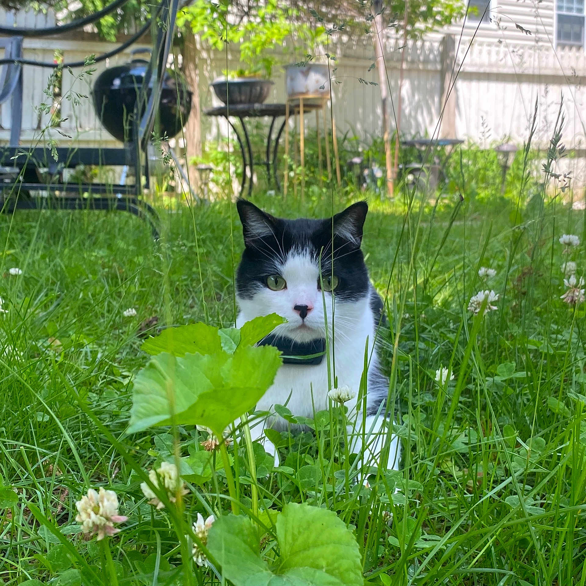 Max is registered to the contest to win money with this photo: animal, backyard, black_and_white, blurred_background, cat, clover, collar, curious, fence, garden, grass, greenery, leaf, nature, outdoor, pet, plants, sitting, sunlight, whiskers
