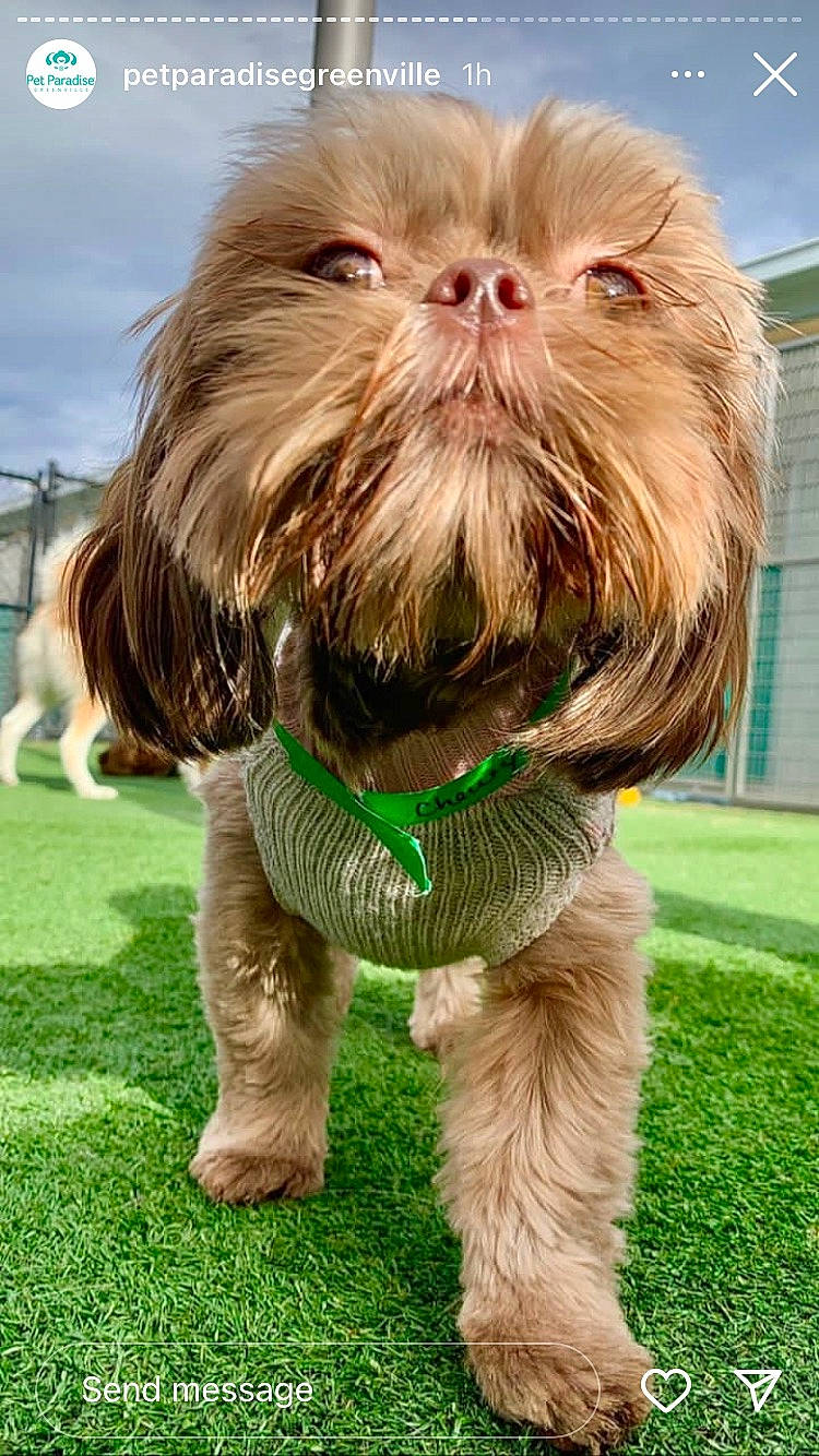 Chewy is registered to the contest to win money with this photo: carnivore, collar, companion_dog, dog, dog_breed, dog_collar, dog_supply, fawn, grass, liver, mammal, shih_tzu, sky, snout, sporting_group, terrier, toy_dog, vertebrate, window, working_animal